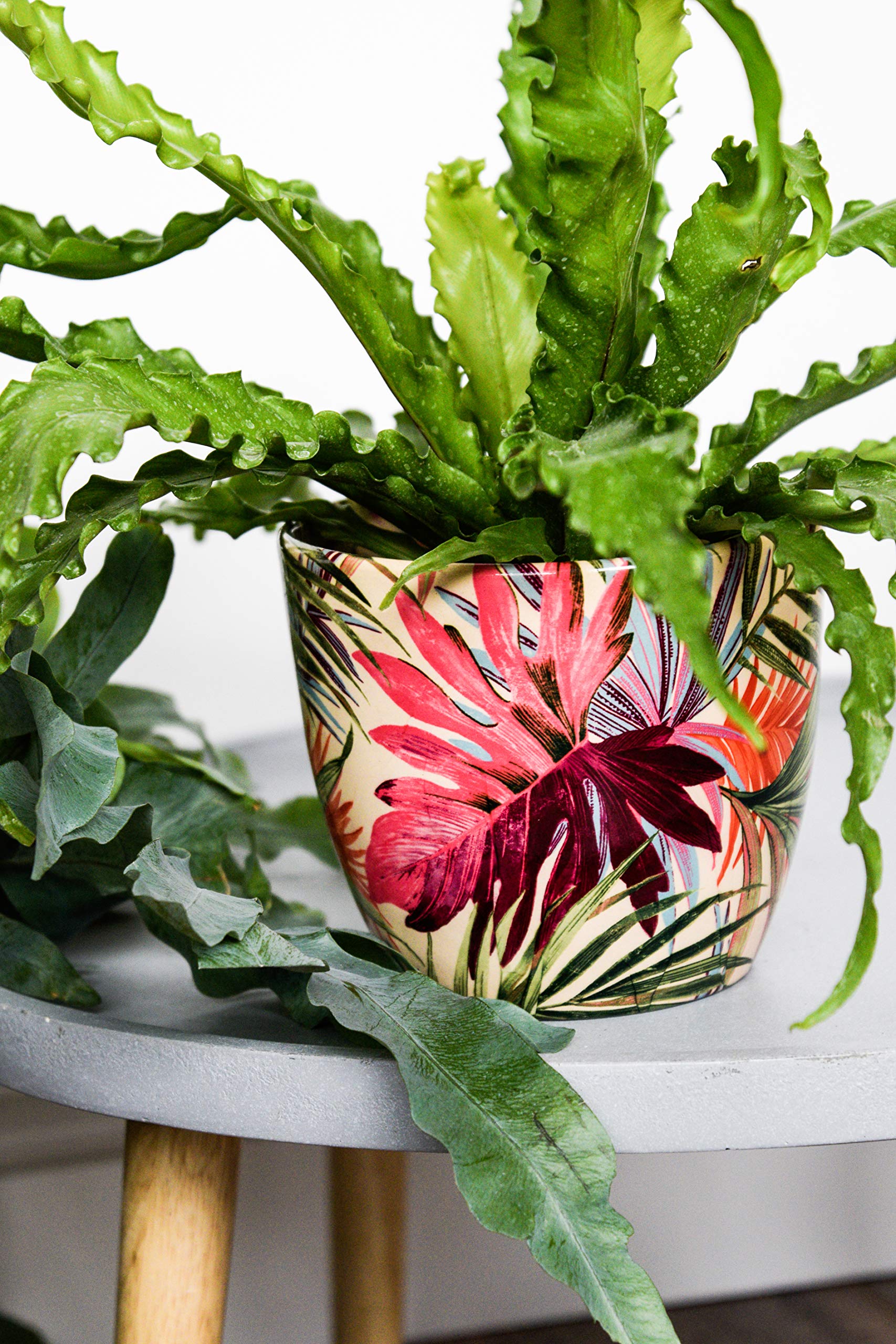 Amazon.com: Ivyline Monza Tropical Fuchsia Planter 17CM : Patio